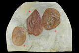 Three Fossil Leaves (Zizyphoides, Beringiaphyllum, Davidia) - Montana #115210-2